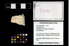 Foto (Objekt + Etikett) von Cyclothyreus sp.  (NHMW-GEO-2014-0194-0694)